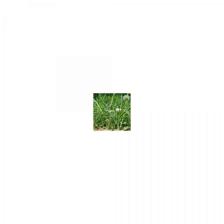 Photo Background - meadow - 20x10